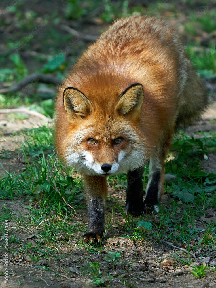 Fototapeta premium Red fox (Vulpes vulpes)