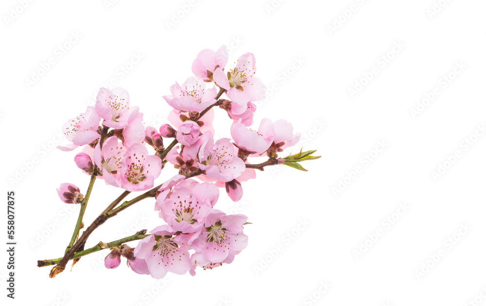 pink sakura flower isolated