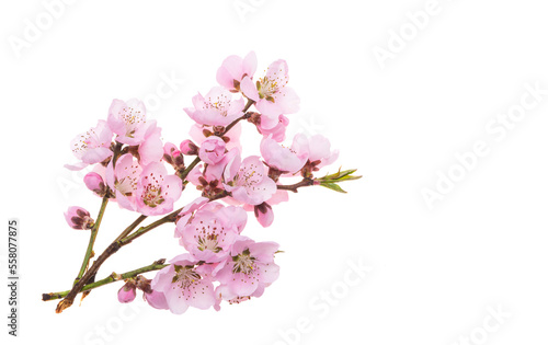 pink sakura flower isolated © ksena32