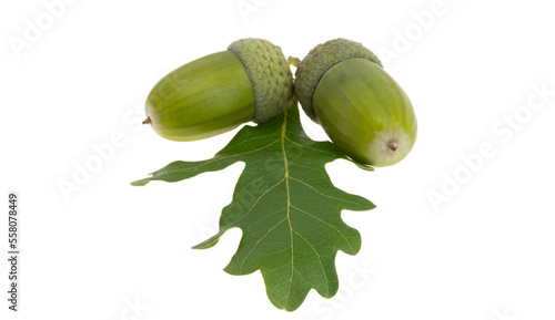 green acorn isolated