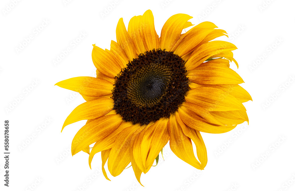 Fototapeta premium sunflower flower isolated