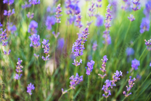 lavender flowers blooming