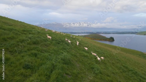 Numerous scared sheep running away over a steep, grassy hillside in new zealand. Aerial fly-over shot photo