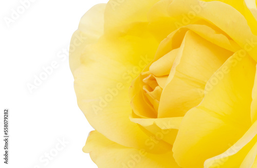 yellow rose isolated