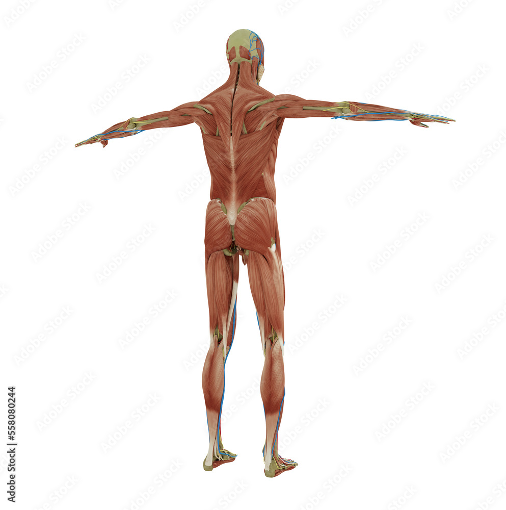 body muscle standing male body illustration with muscle tissues display body muscle standing male body illustration with muscle tissues display