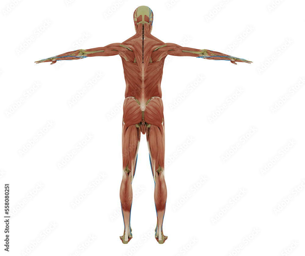 body muscle standing male body illustration with muscle tissues display body muscle standing male body illustration with muscle tissues display