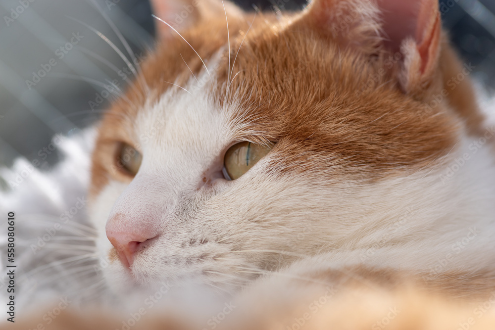 可愛い猫 茶トラ白 可愛い猫 茶トラ白