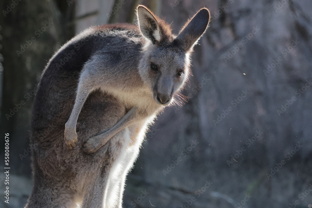 Fototapeta premium カンガルー