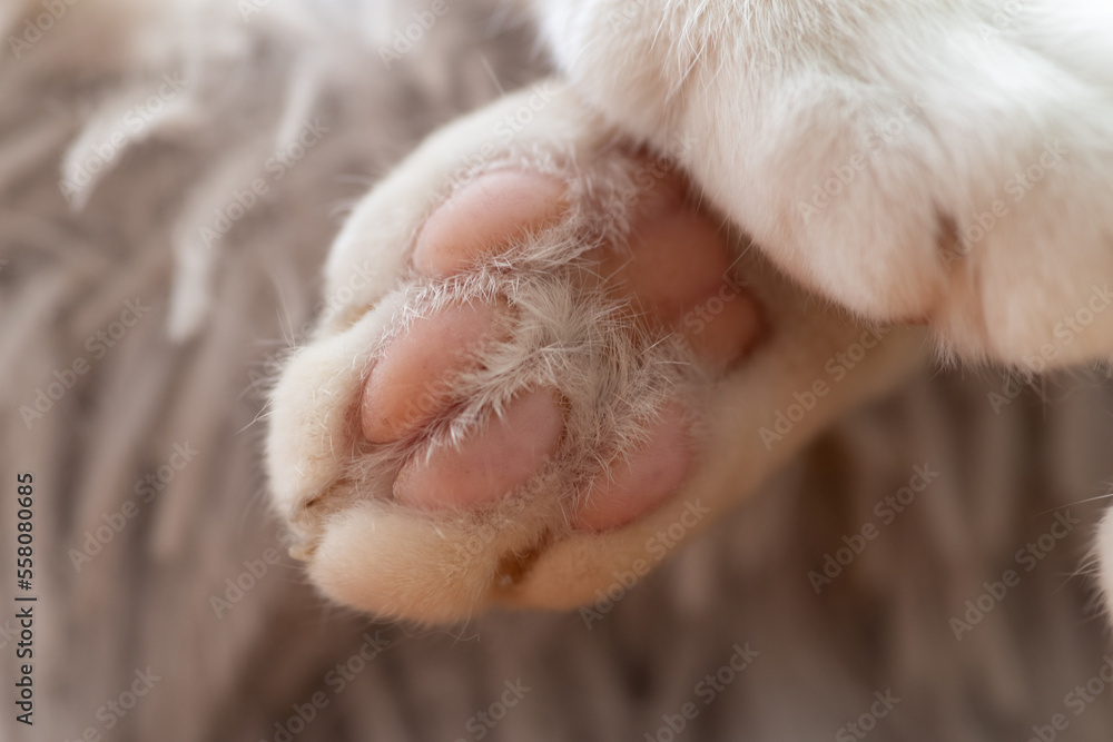 Obraz premium 可愛い猫の足の裏