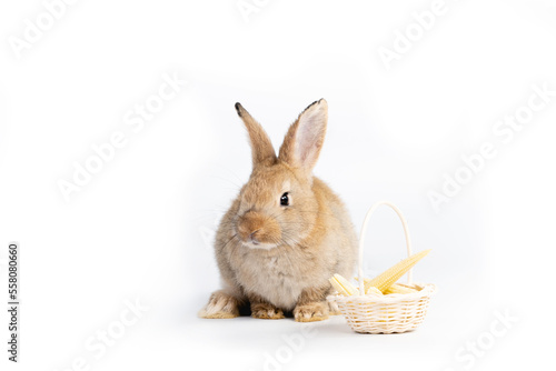 Beautiful brown easter rabbits eating baby corn isolated on white background.