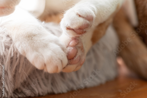 可愛い猫の足の裏
