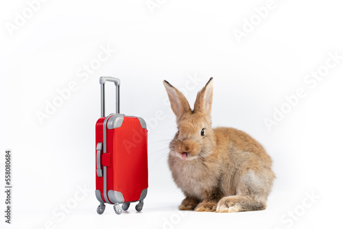 Lovely rabbits with luggage on white background., Easter animal rabbit travel concept. photo