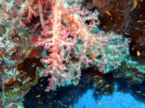 red sea soft coral reef