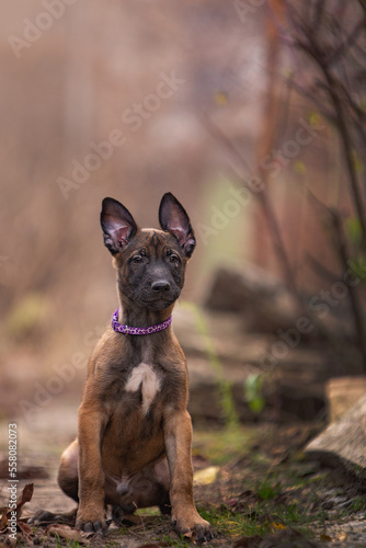 Puppy Belgian Shepherd (Malinois) 