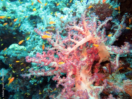 red sea soft coral reef