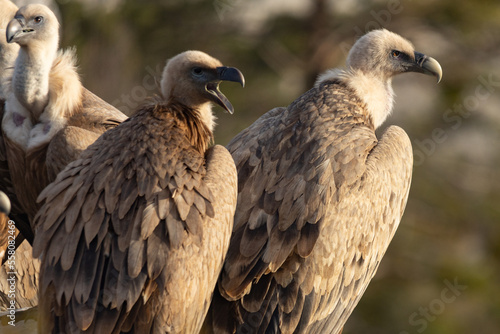 Griffon Vultures in Gorges du Verdon  France
