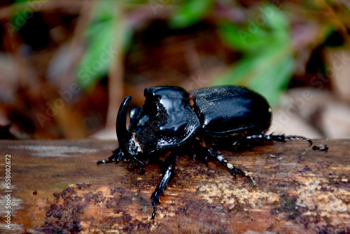 Black-horned beetle, the first rare animal conservation © manus