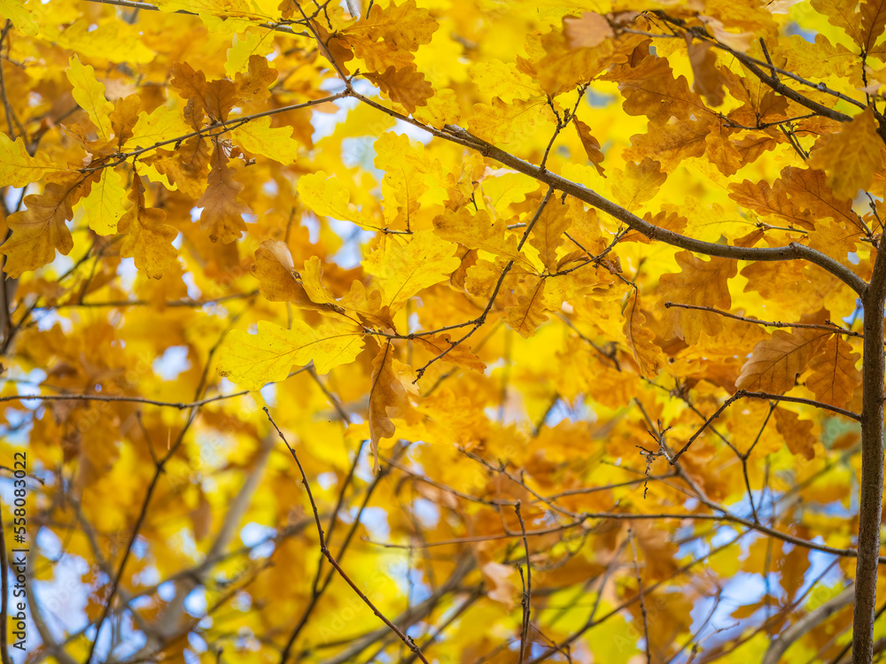 Oak branches with yellow leaves in autumn park Oak branches with yellow leaves in autumn park