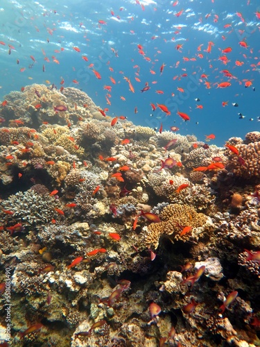 Fototapeta Naklejka Na Ścianę i Meble -  Red Sea fish and coral reef