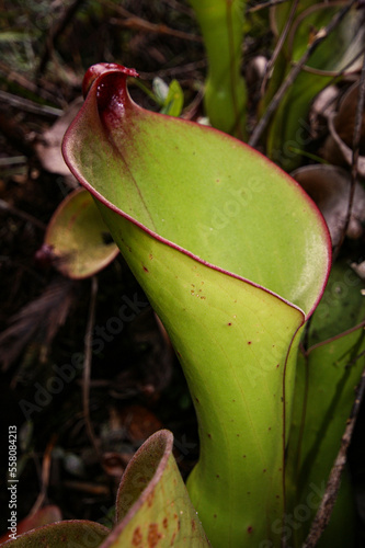 Pitcher of Heliamphora uncinata, carnivorous pitcher plant species endemic to the Chimanta Massif, Venezuela photo