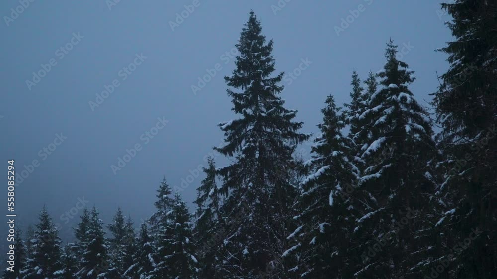 Gentle wintry snow fluttering past Zugspitze woodland forest trees, Austria Gentle wintry snow fluttering past Zugspitze woodland forest trees, Austria