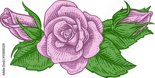 A rose flower design in a woodcut vintage retro style