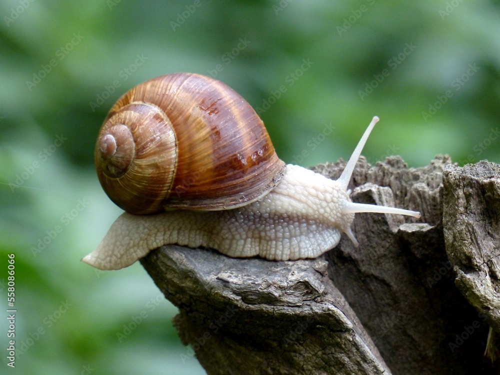 escargot de Bourgogne avec sa belle carapace orangée se promenant sur une souche d'arbre dans une foret âpres une pluie d'été escargot de Bourgogne avec sa belle carapace orangée se promenant sur une souche d'arbre dans une foret âpres une pluie d'été