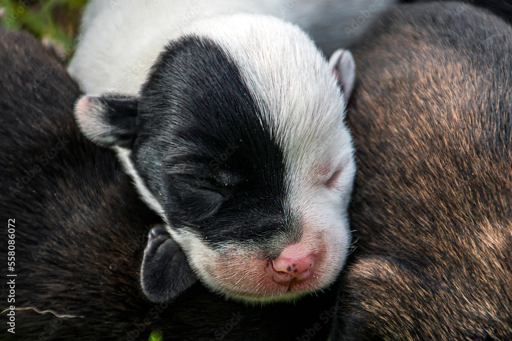 black and white muzzle of a sleeping puppy black and white muzzle of a sleeping puppy