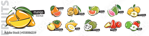 Vector set of painted all fruits on a white background