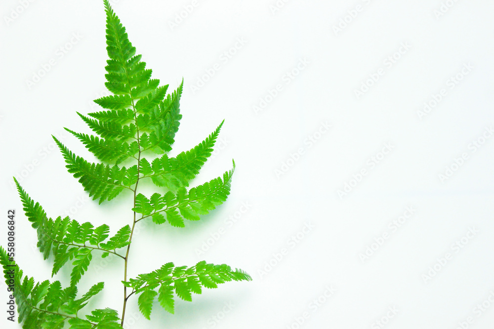 Minimalistic background with plants. Japanese painted fern (Anisocampium niponicum), Green branches and leaves on a white background. Flat lay. Right Copy Space