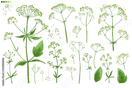 Wild herbs. Wildflowers in summer. Cornflowers, forget-me-nots, yellow buttercups, ferns, butterflies, bees
