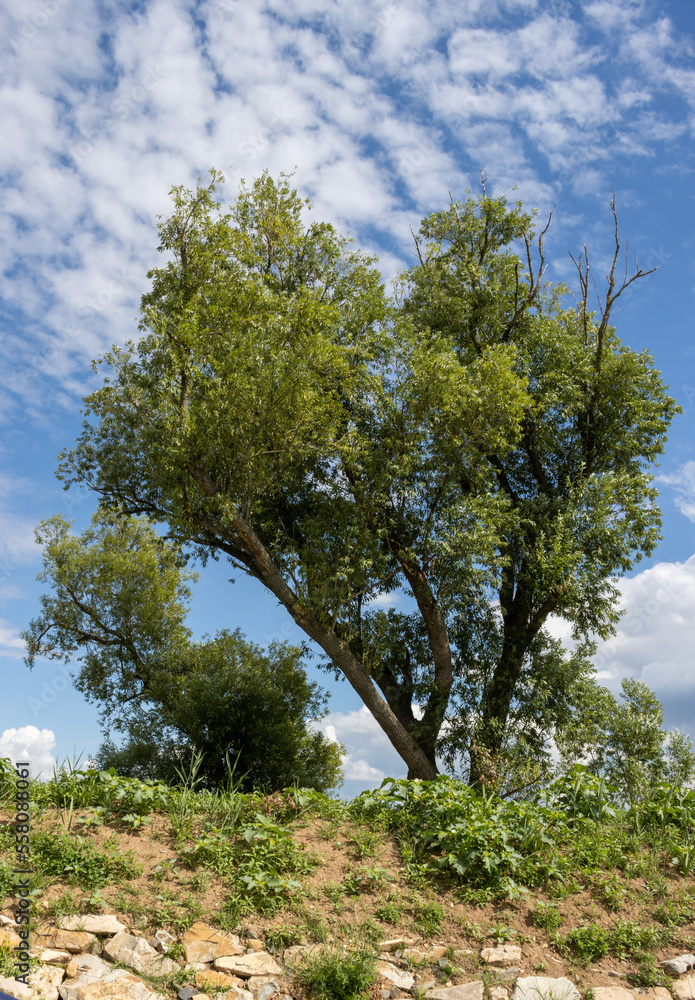 Obraz premium Country surrounding Bata Canal , Czechia / Slovakia