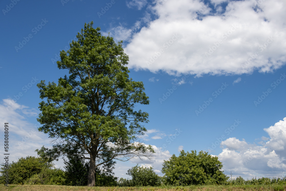 Obraz premium Country surrounding Bata Canal , Czechia / Slovakia