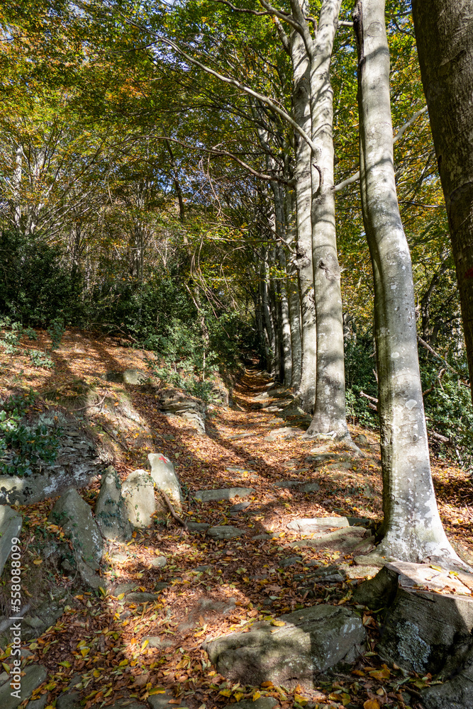 Naklejka premium Boschi dell'Appennino Ligure (Varazze, Savona) - Parco del Beigua