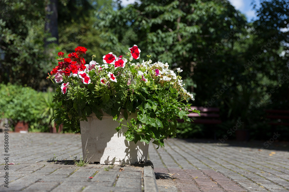 Petunia blooms in a pot in the garden - an example of gardening in the garden and park. Red and white petunia in a pot in the park among cobblestones