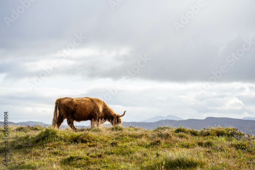 Highlands cows on Isle of Skye in Scotland