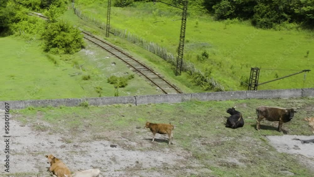 Cow herd relaxing on desolate concrete bridge over railway tracks. Cow herd relaxing on desolate concrete bridge over railway tracks.