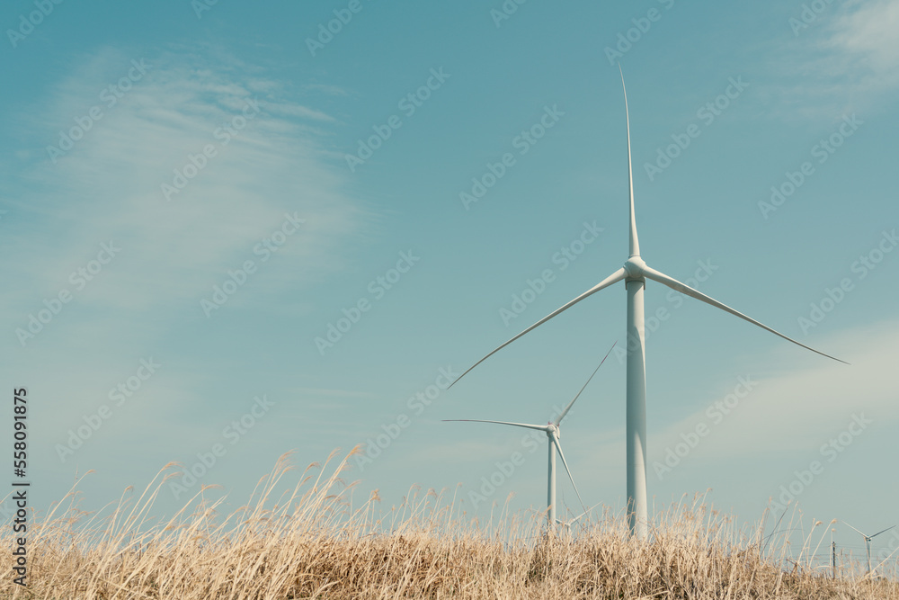Fototapeta premium Jeju olle trail, windmill and reed field in Jeju island, Korea