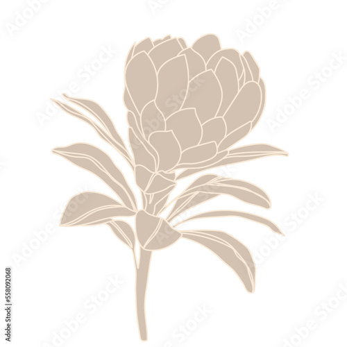 Flower Flat torch ginger flower 