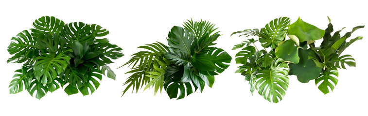 Plant leaves Green nature Tropical forest isolated on transparent background - png	