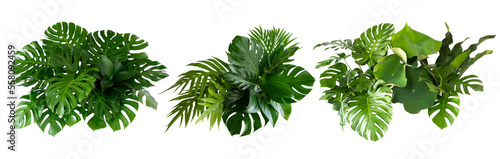 Plant leaves Green nature Tropical forest isolated on transparent background - png	