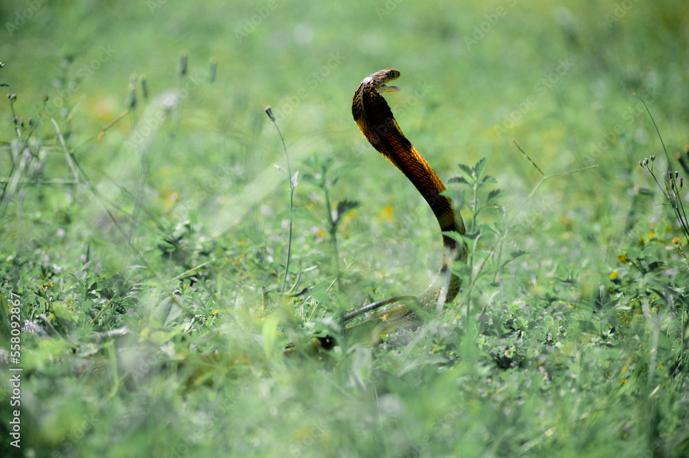 The King Cobra, also known as the Ular Tedung Selar, Ngu Chong-ang, is the only species from the genus Ophiophagus found, in Indonesia, Myanmar, Thailand, Cambodia, Laos, Vietnam, Malaysia, Singapore The King Cobra, also known as the Ular Tedung Selar, Ngu Chong-ang, is the only species from the genus Ophiophagus found, in Indonesia, Myanmar, Thailand, Cambodia, Laos, Vietnam, Malaysia, Singapore