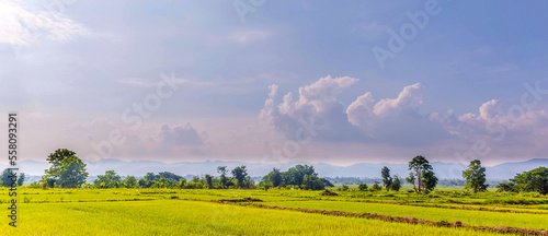 .Rice fields and newly planted seedlings