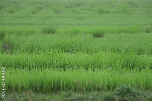 Close up seedlings of rice in rice fields with wet drops on the fresh green background, Rice seedlings and dew,
