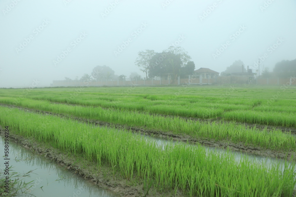 Obraz premium rice seedling growing in the rice field