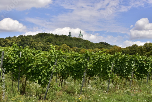 winnica Srebrna Góra pod Krakowem, krzewy, uprawa, roślin, kwiat, owoc, rolnictwo