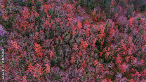 Feuillages d'automne vues de drone, aerial view of a forest in winter