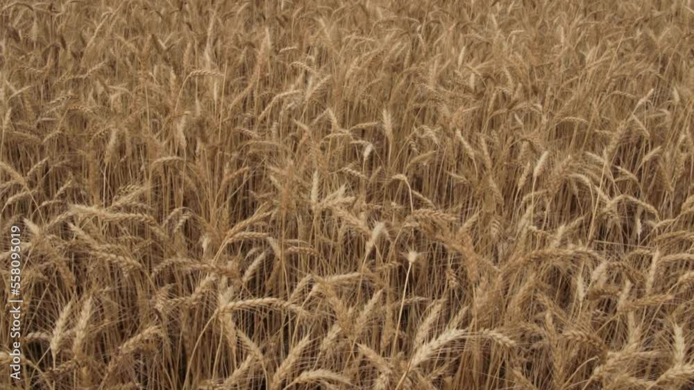 backdrop of ripening ears of yellow wheat field on the sunset cloudy orange sky background. Copy space of the setting sun rays on horizon in rural meadow Close up nature photo Idea of a rich harvest backdrop of ripening ears of yellow wheat field on the sunset cloudy orange sky background. Copy space of the setting sun rays on horizon in rural meadow Close up nature photo Idea of a rich harvest