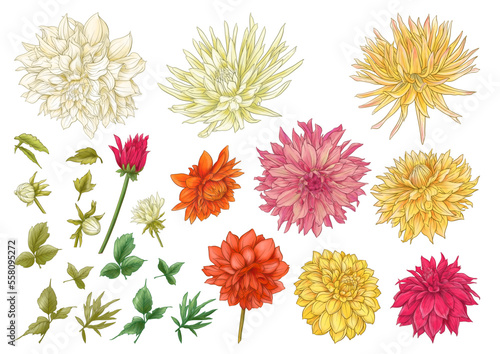 Dahlias flowers, outline and coloured style Clip art, set of elements for design Vector illustration. In botanical style