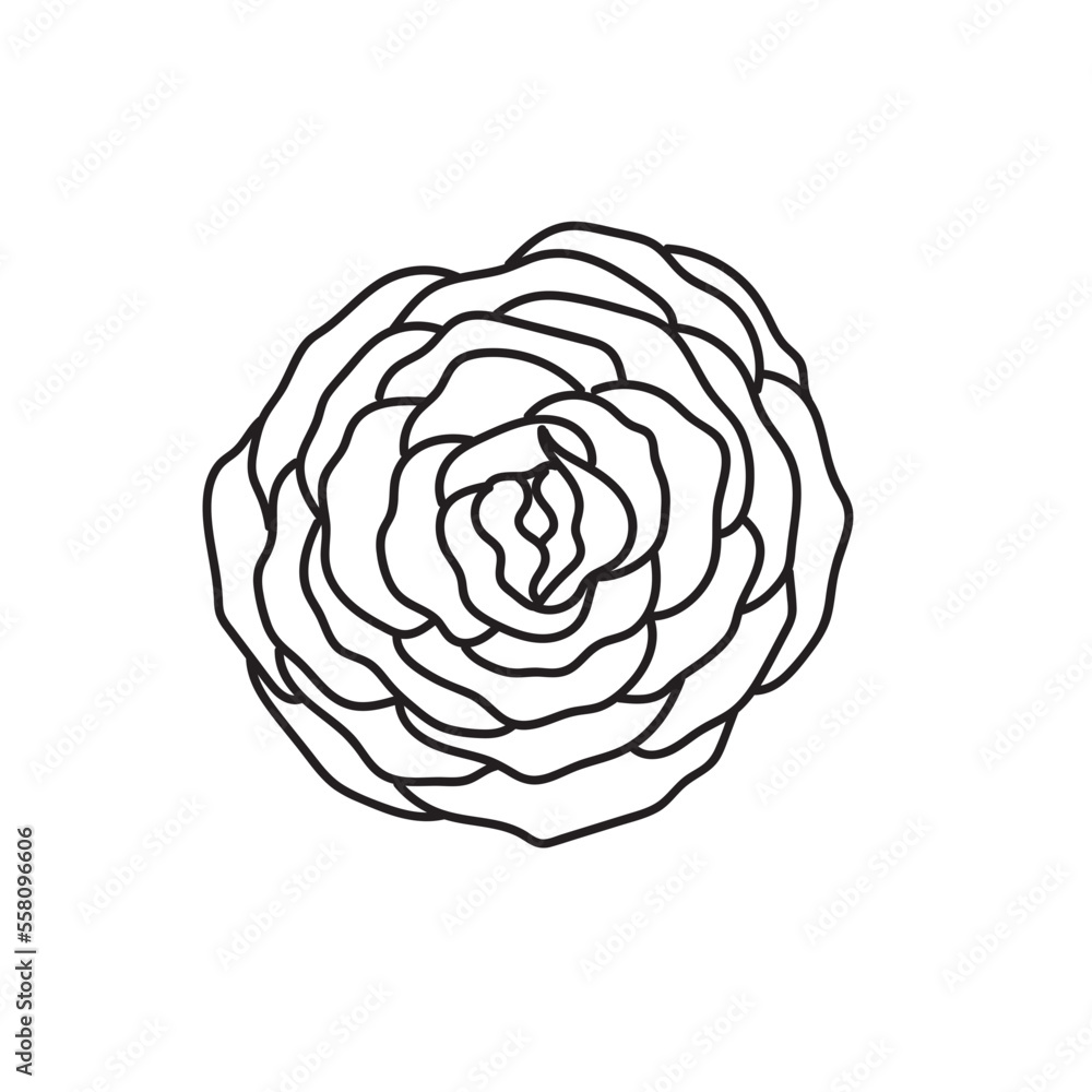 Flower Outline Rose Botanic Flower Flower Outline Rose Botanic Flower